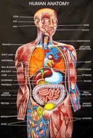 Anatomy for nursing