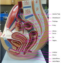 physiology for Medical lab
